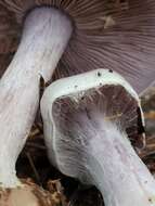 Image of light violet cortinarius