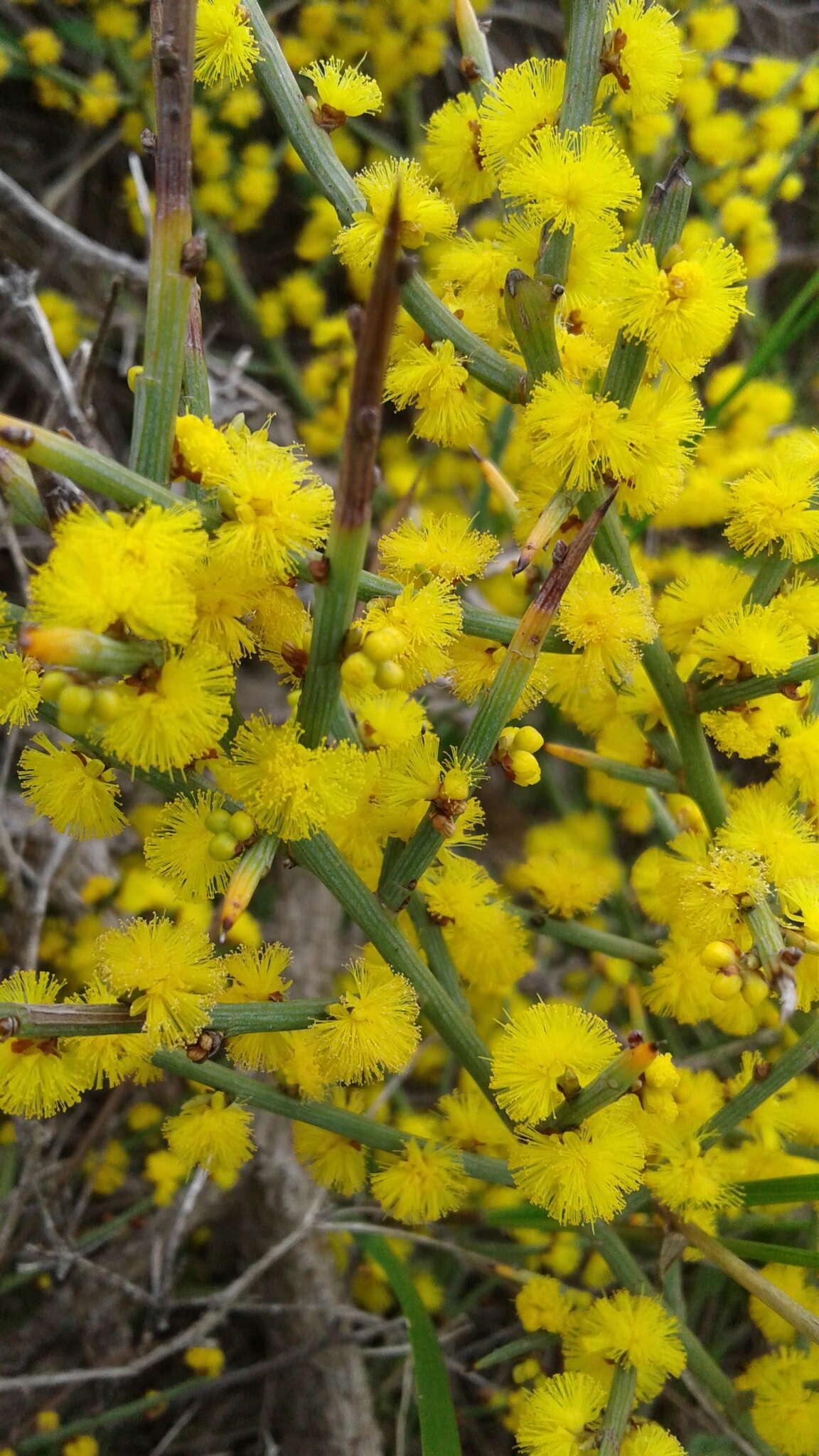 Image of spiny wattle