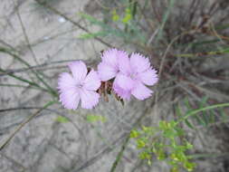 صورة Dianthus polymorphus Bieb.