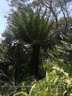 Image of Modjadji Cycad