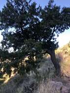 Image of Drooping Juniper