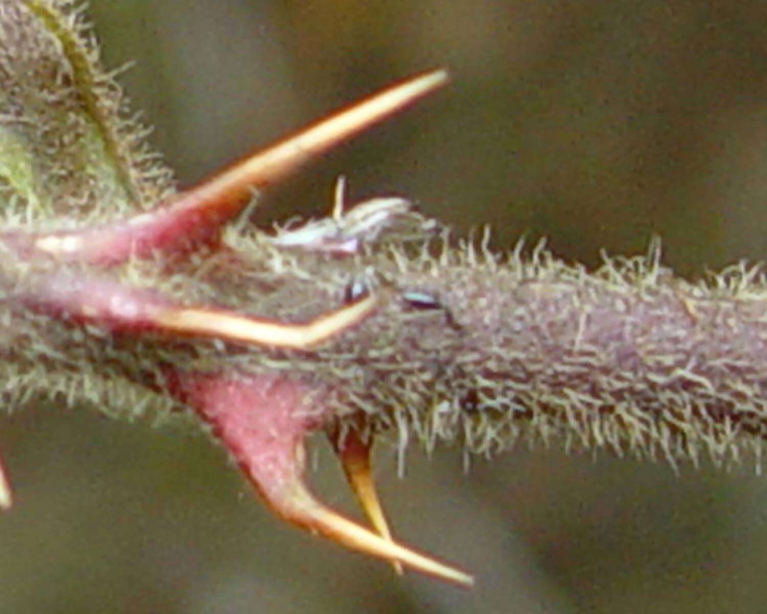 Image of <i>Rubus obesifolius</i>