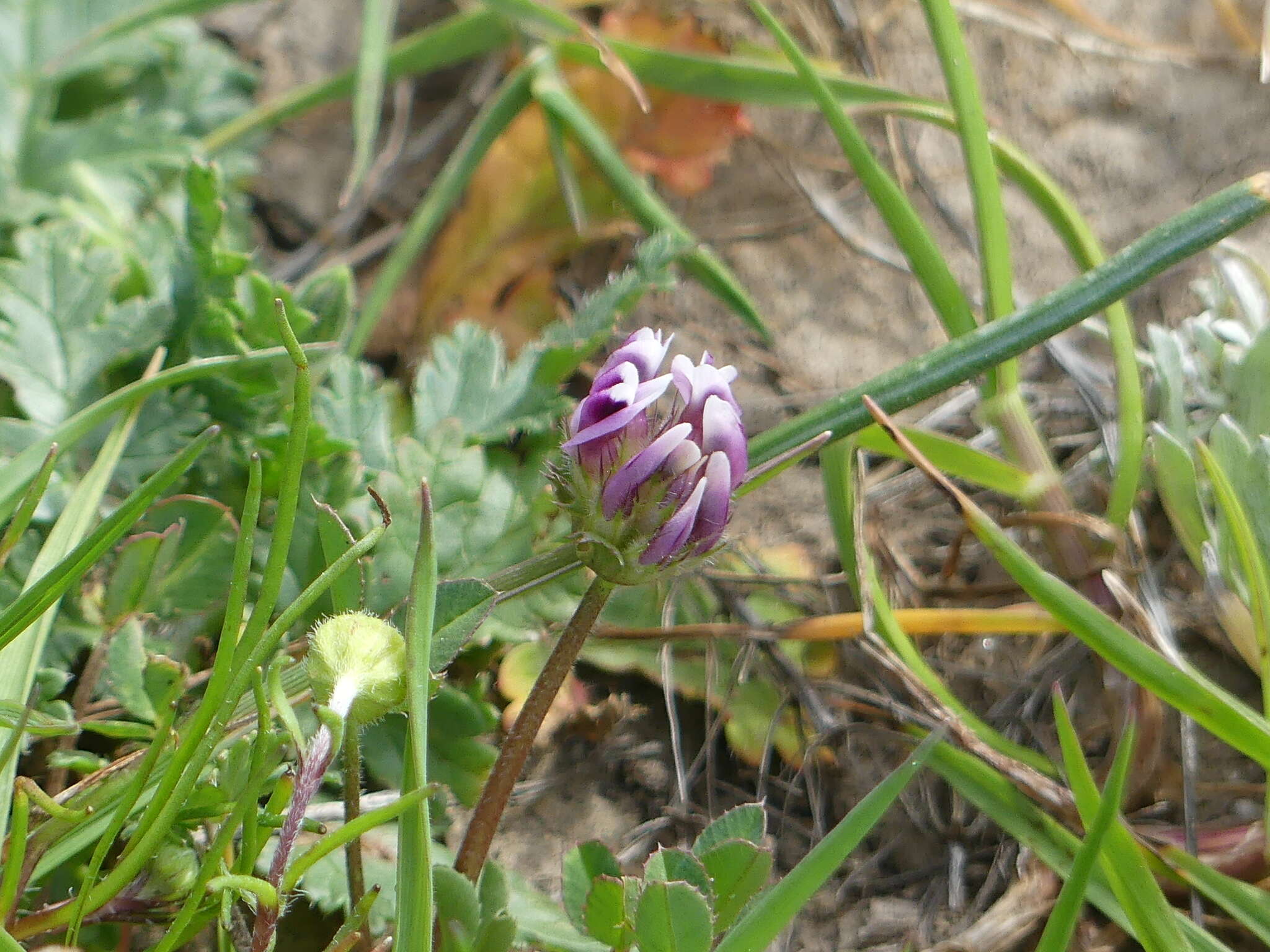 Sivun Trifolium barbigerum Torr. kuva