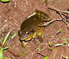 Image of Lesser Snouted Treefrog