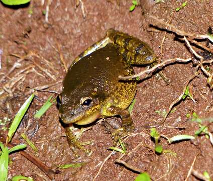 Image of Lesser Snouted Treefrog