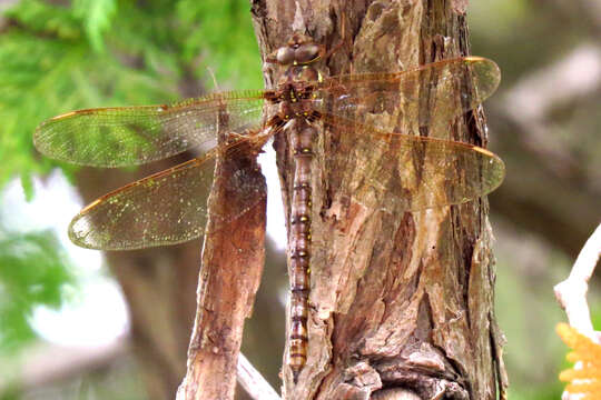 Image of Fawn Darner