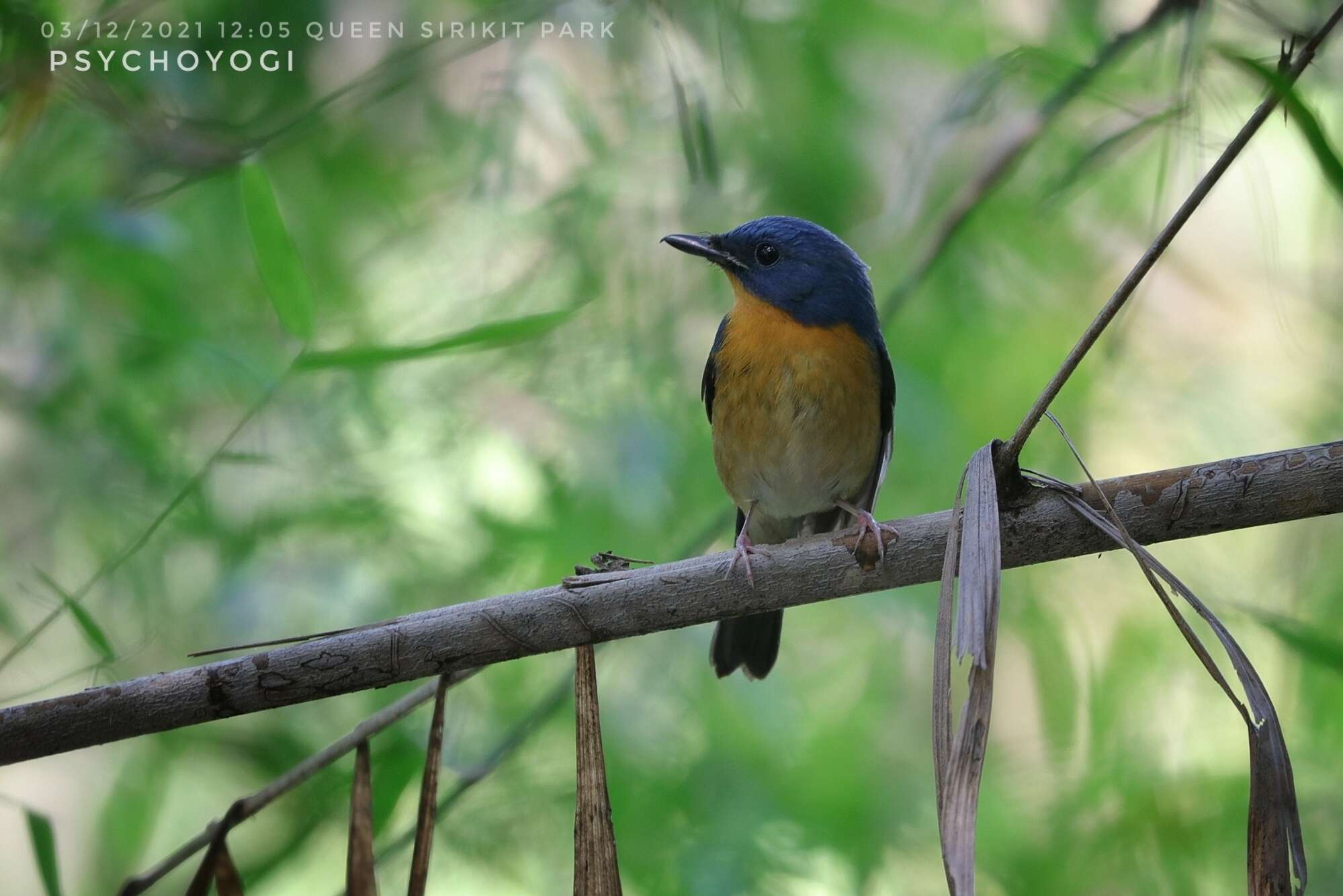 Image of Large Blue Flycatcher