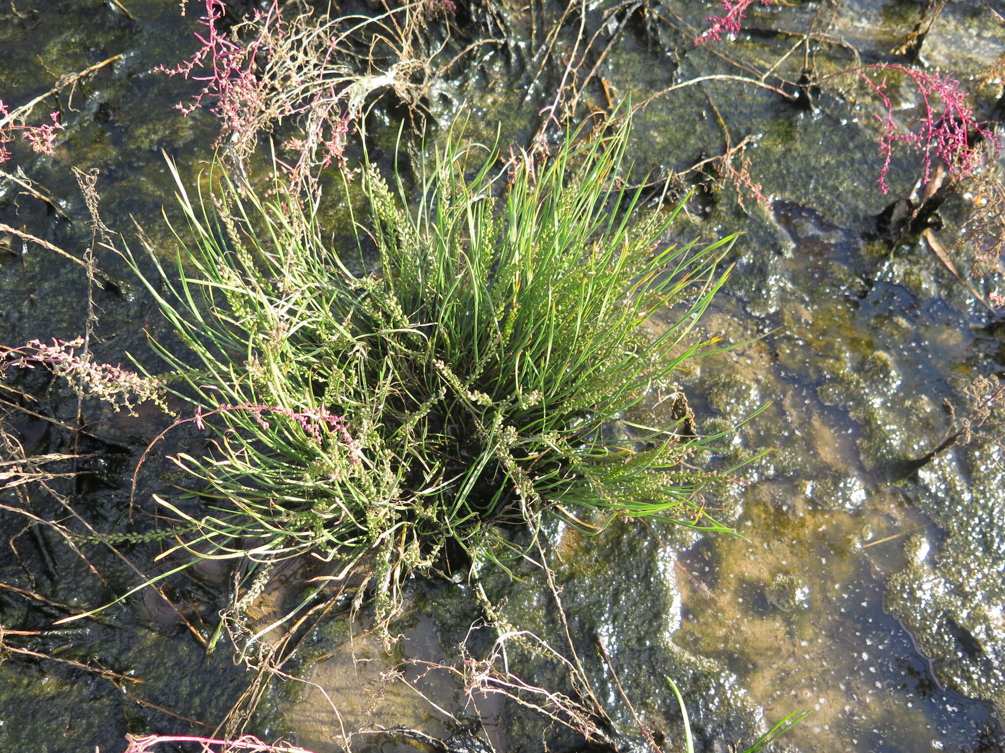 Image of Sea Arrowgrass