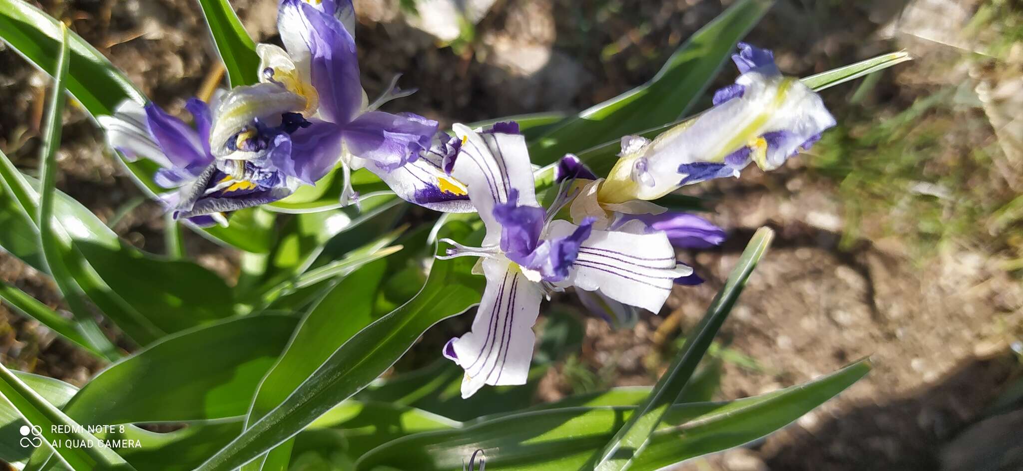 Iris warleyensis Foster的圖片