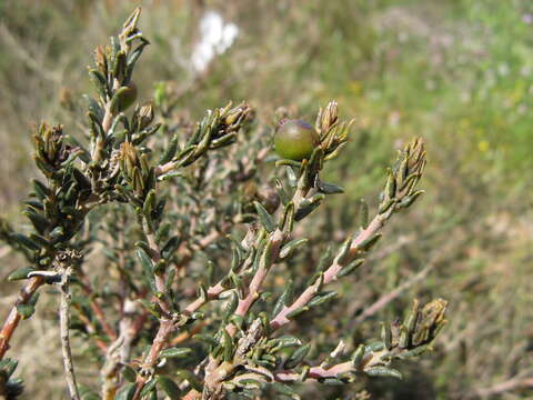 Image of Phylica thunbergiana E. Mey.