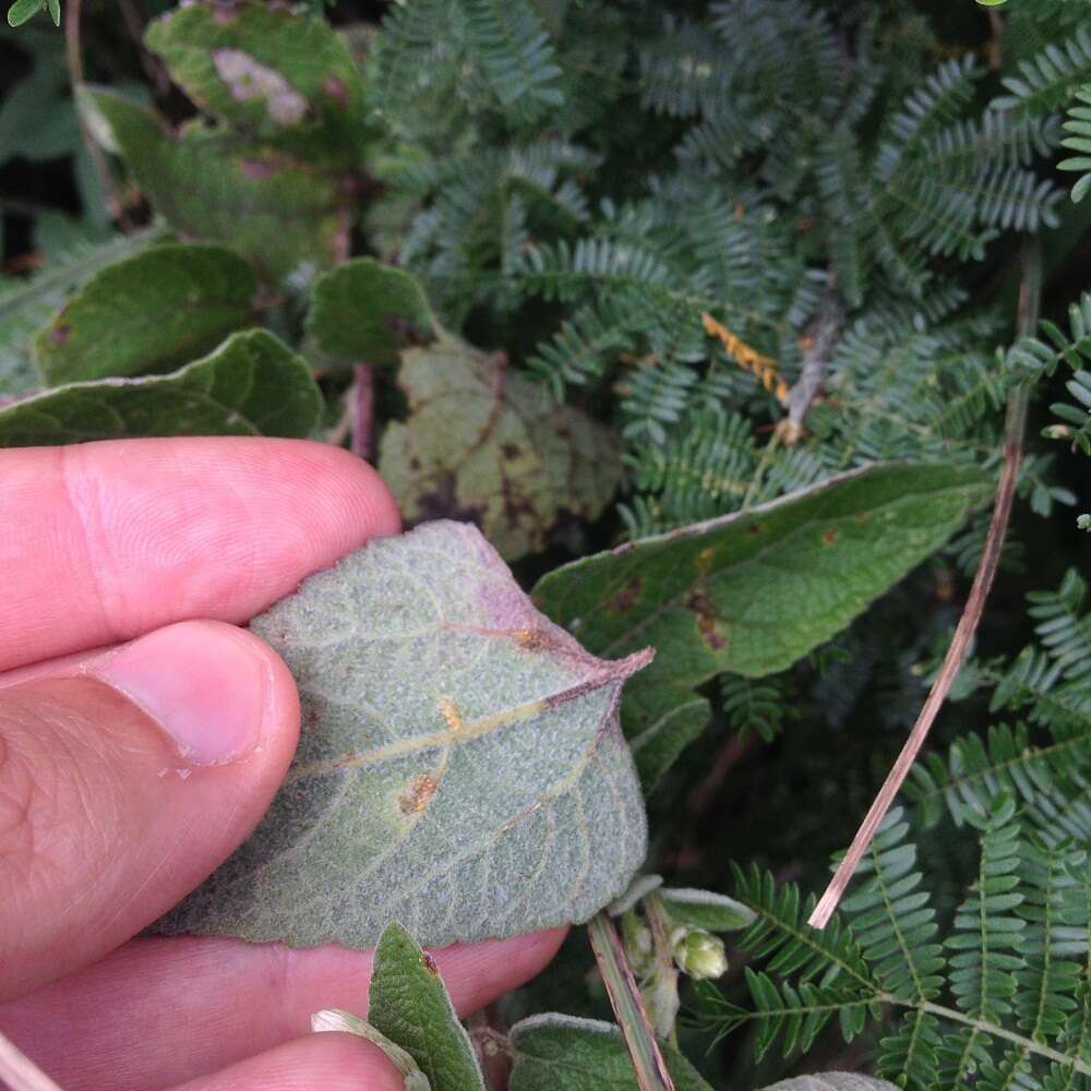 Image of Brickellia secundiflora (Lag.) A. Gray