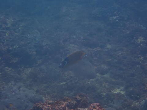 Image of Butterflyfish