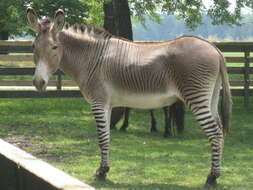 Image of zebra