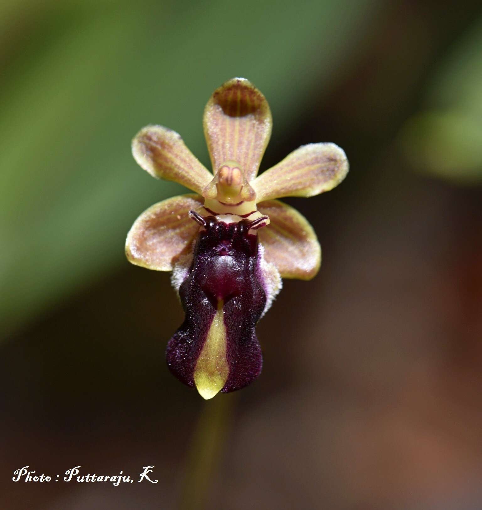 Cottonia peduncularis (Lindl.) Rchb. fil.的圖片