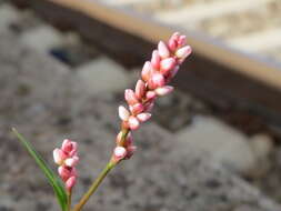 Image of Dock-Leaf Smartweed