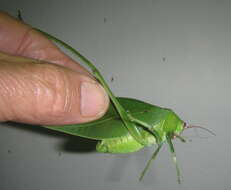 Image of Arantia (Euarantia) fasciata (Walker & F. 1869)