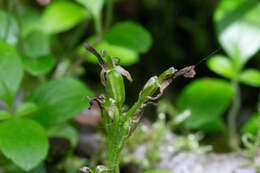 Neottia auriculata (Wiegand) Szlach. resmi