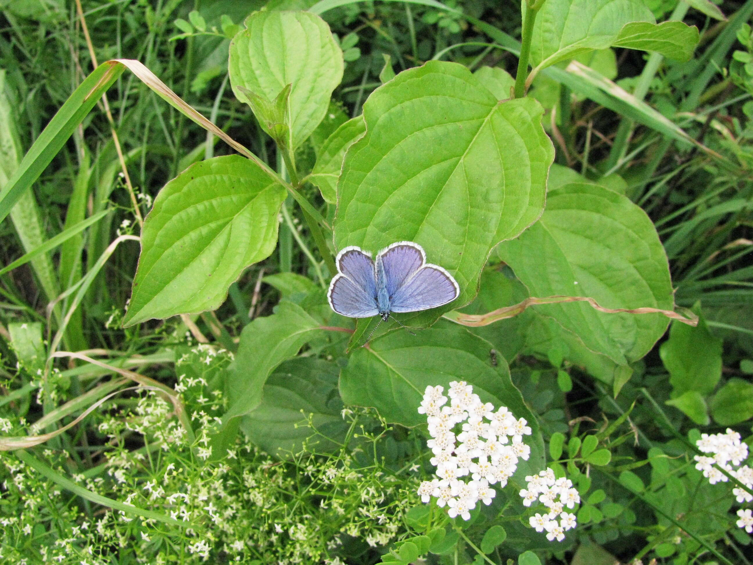 Image of Plebejus idas