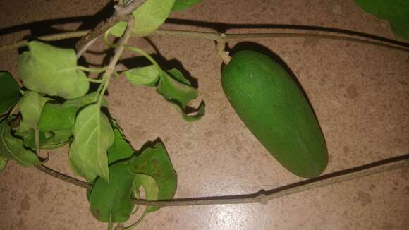 Image of Marsdenia coulteri Hemsl.