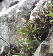 Image of Lily-of-the-valley orchid