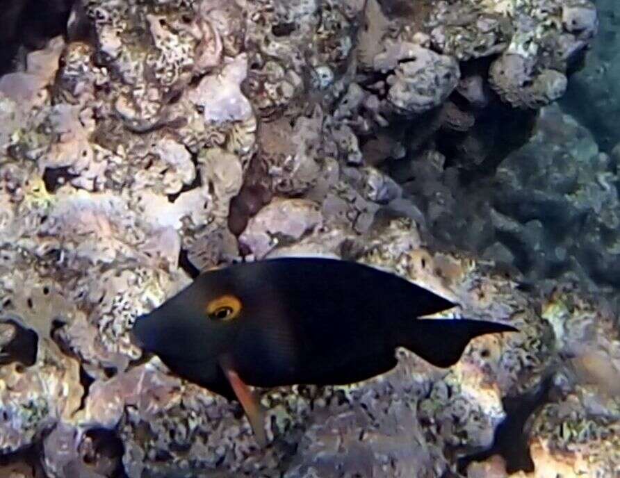 Image of Bristletoothed Surgeonfish