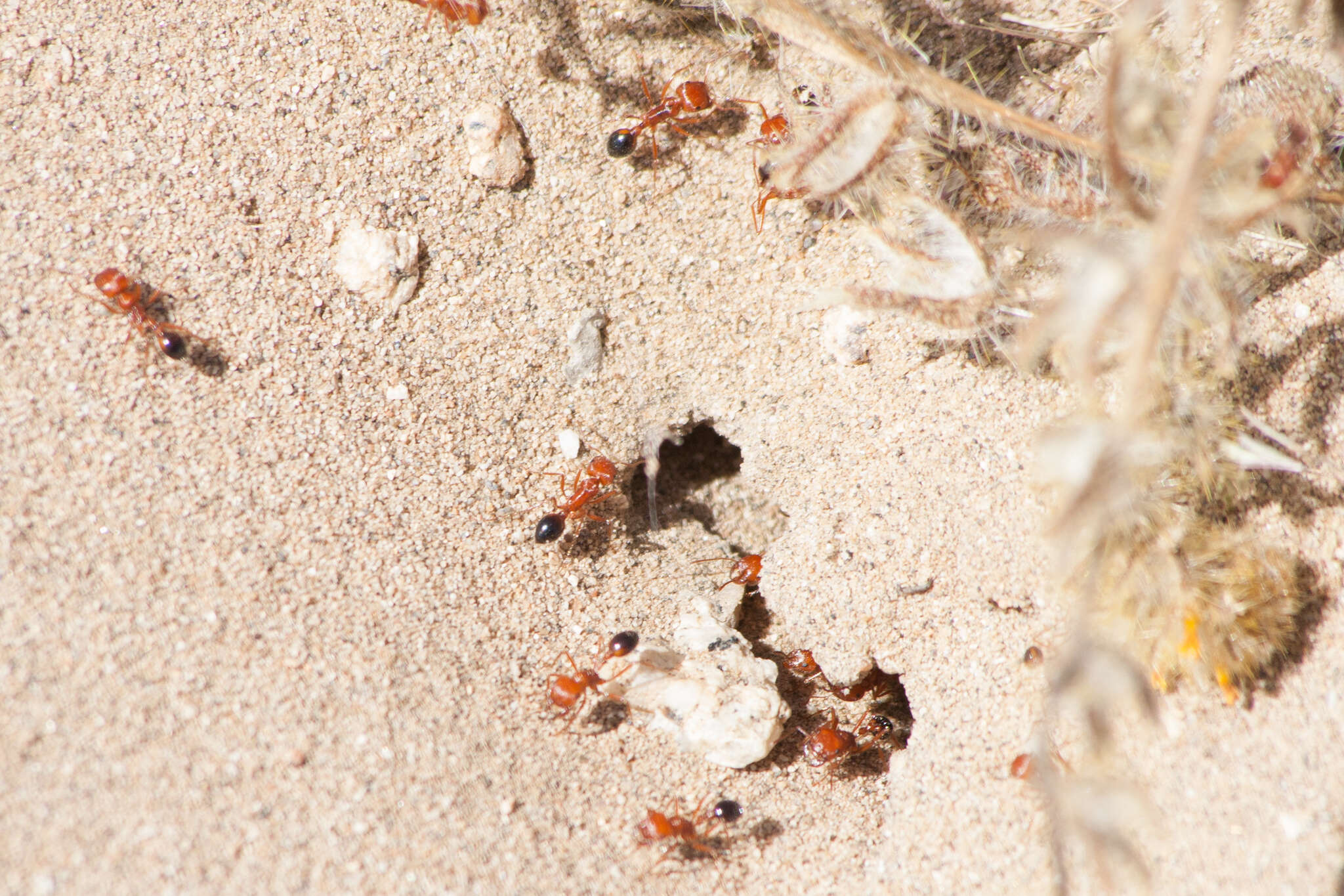 Image of California Harvester Ant