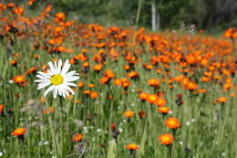 Imagem de Pilosella aurantiaca (L.) Sch. Bip., F. W. Schultz & Sch. Bip.