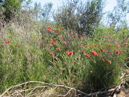 Sivun Callistemon linearis (Schrad. & Wendl.) Colv. ex Sweet kuva