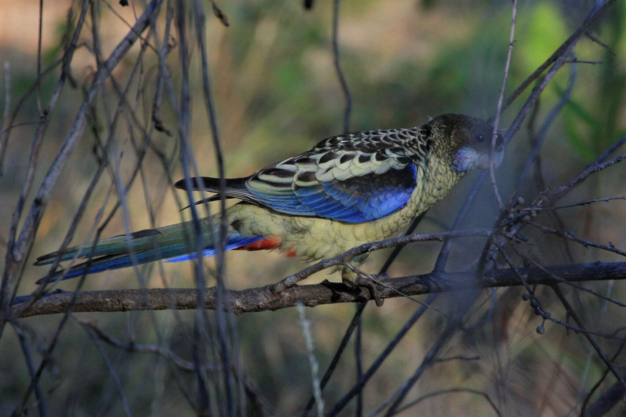 Image of Northern Rosella