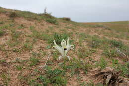 Image of Persian Iris