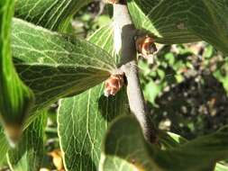 Image of Hakea elliptica (Sm.) R. Br.