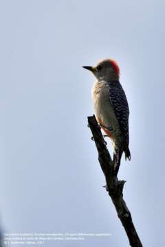 Image of Yucatan Woodpecker