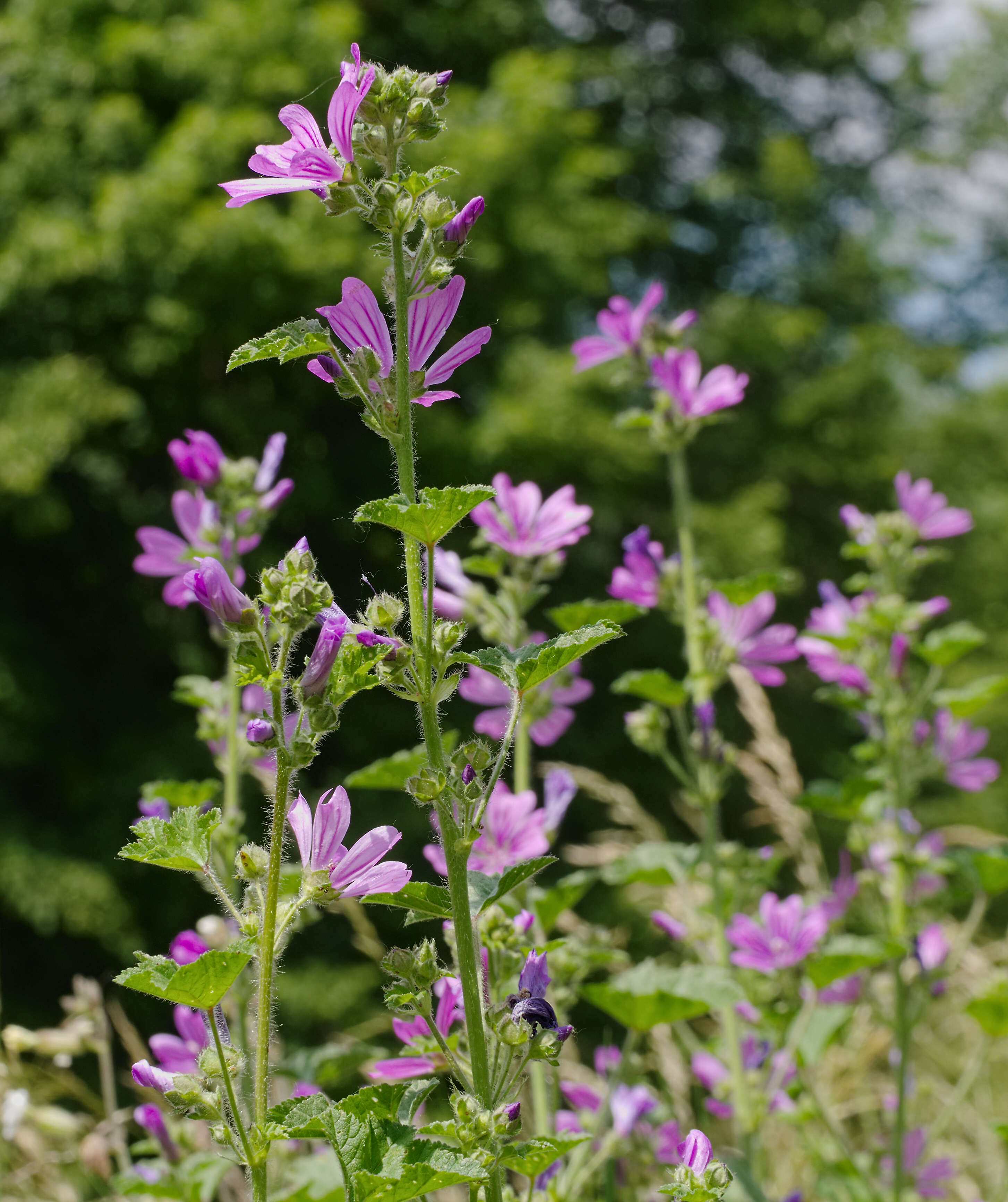 Image of high mallow