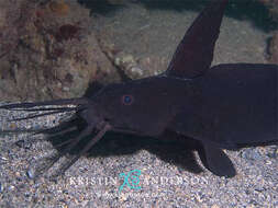 Image of Sailfin catfish