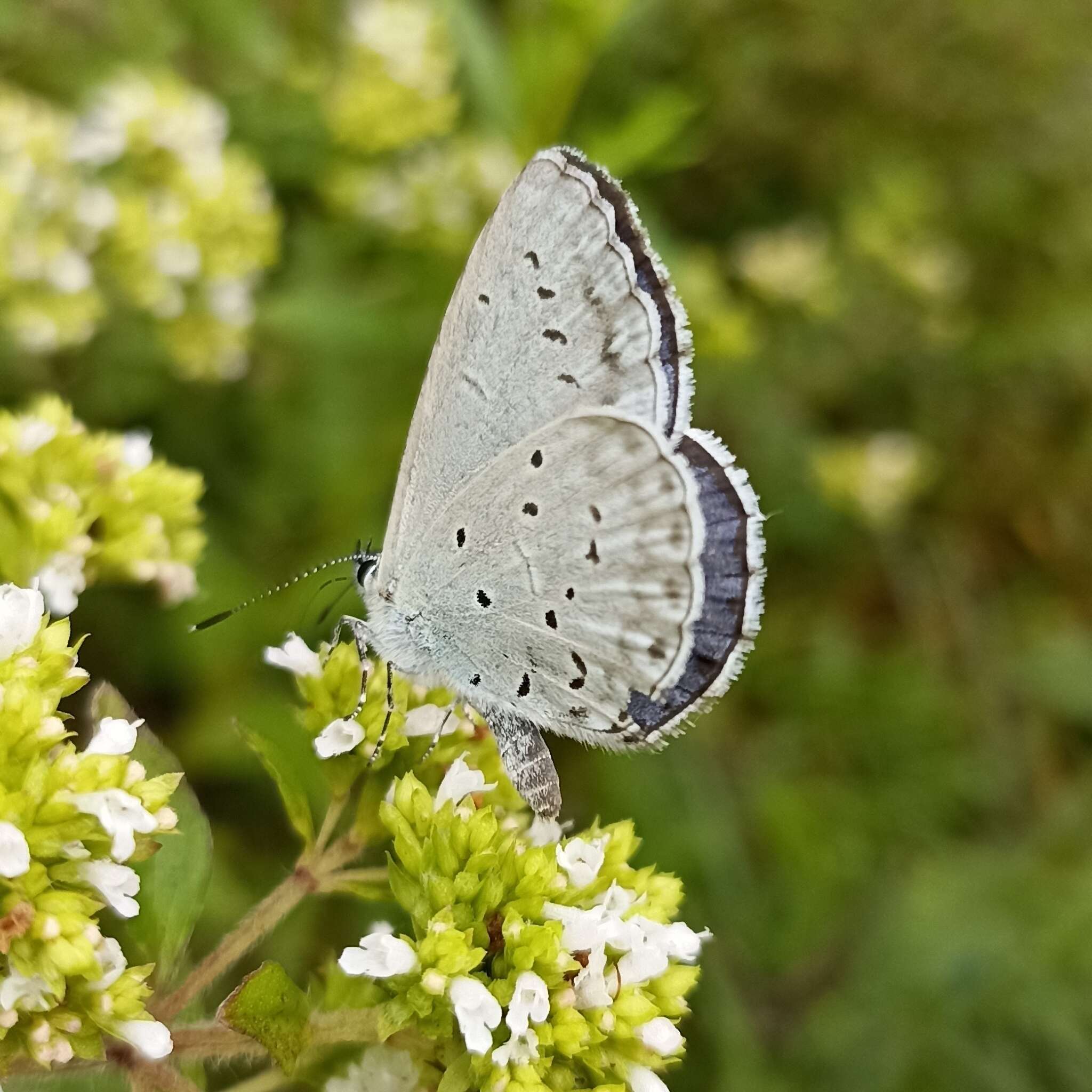 Image of Celastrina gigas (Hemming 1928)