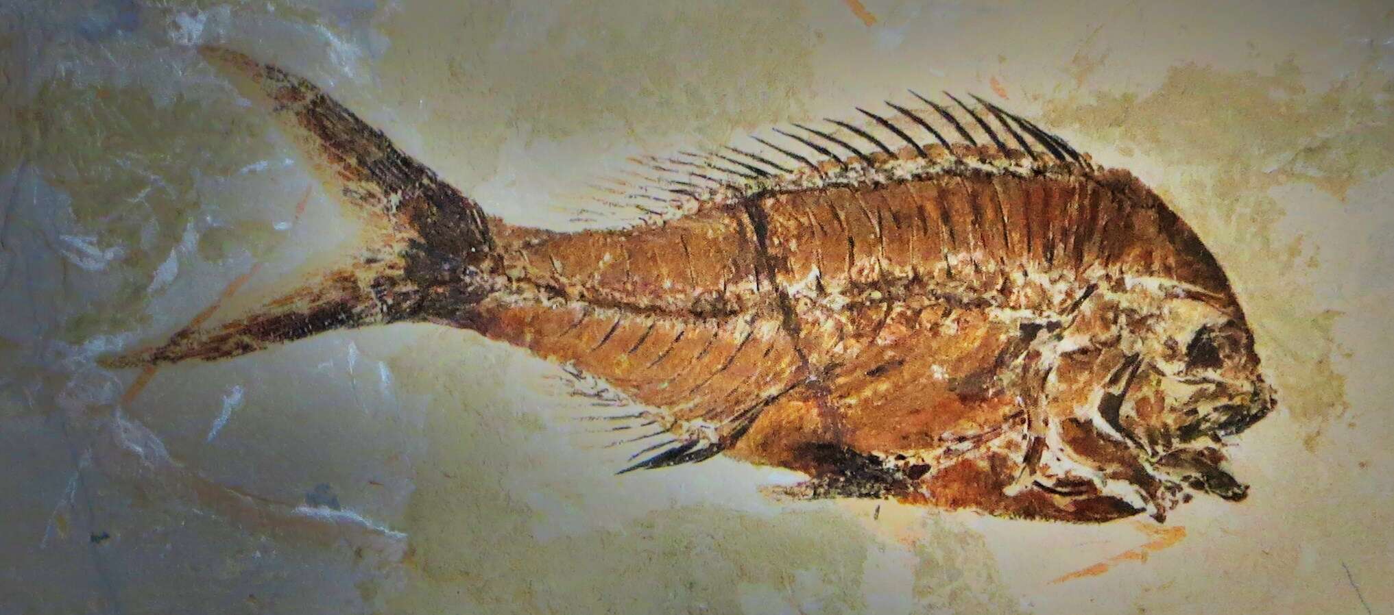 Image of Pagellus