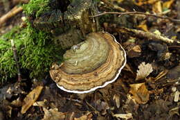 Image of Ganoderma applanatum