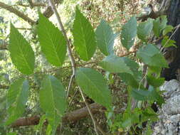 Image of Siberian Elm