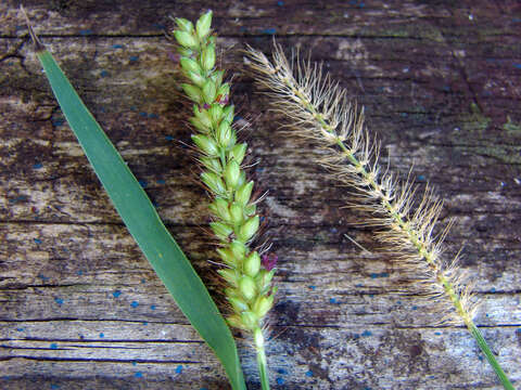 Image de Setaria parviflora (Poir.) Kerguélen