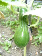 Image of garden cucumber