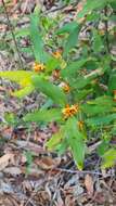 Image of Persoonia laurina subsp. laurina