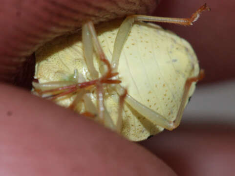 Image de Dendrocoris reticulatus Barber 1911