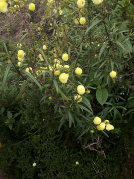 Image of Calceolaria hyssopifolia Kunth