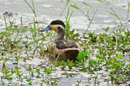 Image of Blue-billed Teal