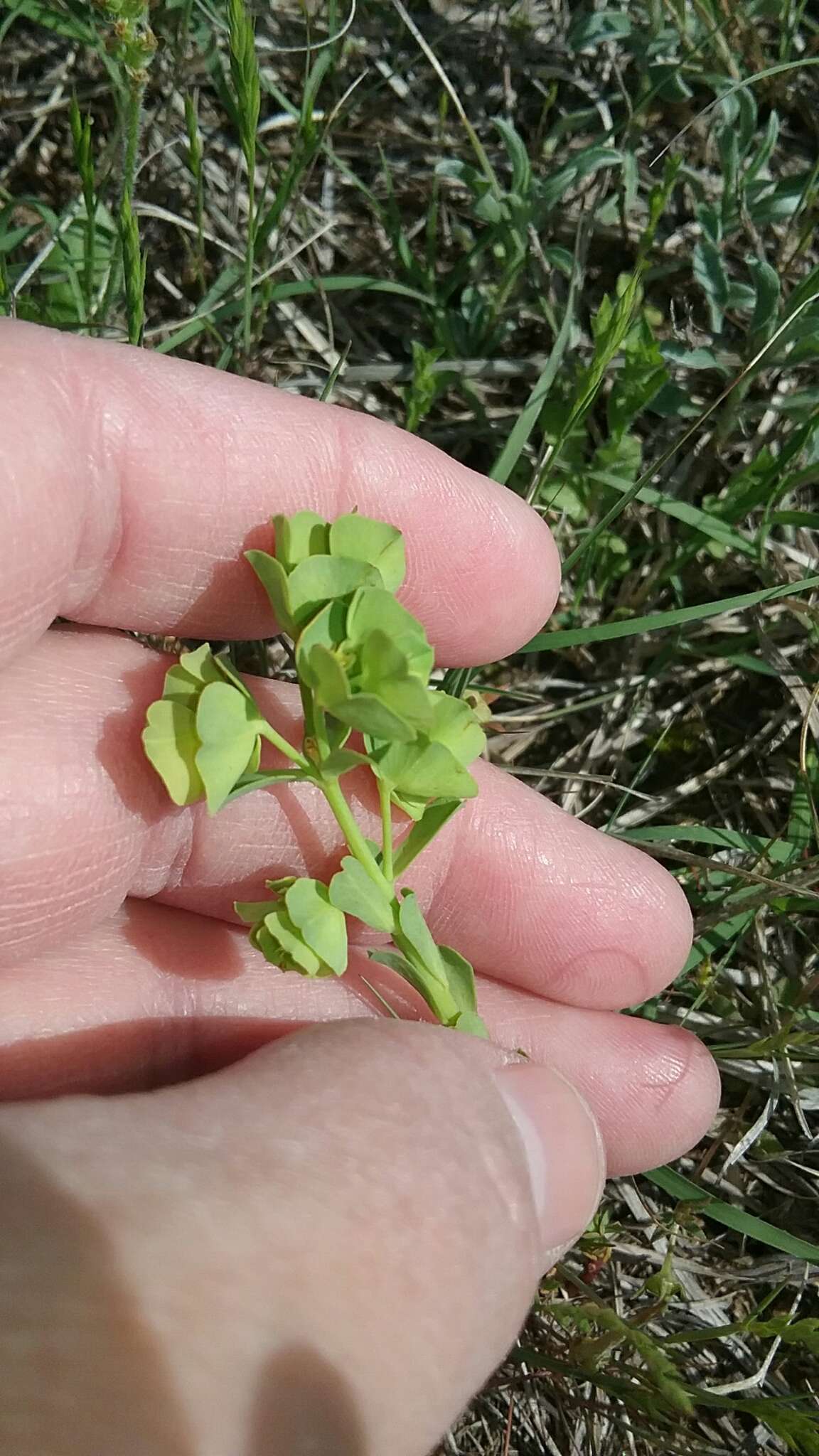 Image of wedgeleaf spurge