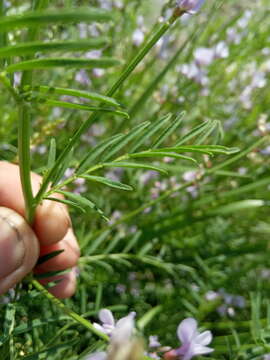 Image of Astragalus sulcatus L.