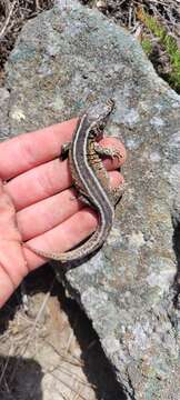 Image of Island Night Lizard