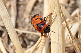 Image of <i>Clytra atraphaxidis</i>