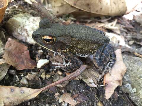 Image of Wiegmann's toad