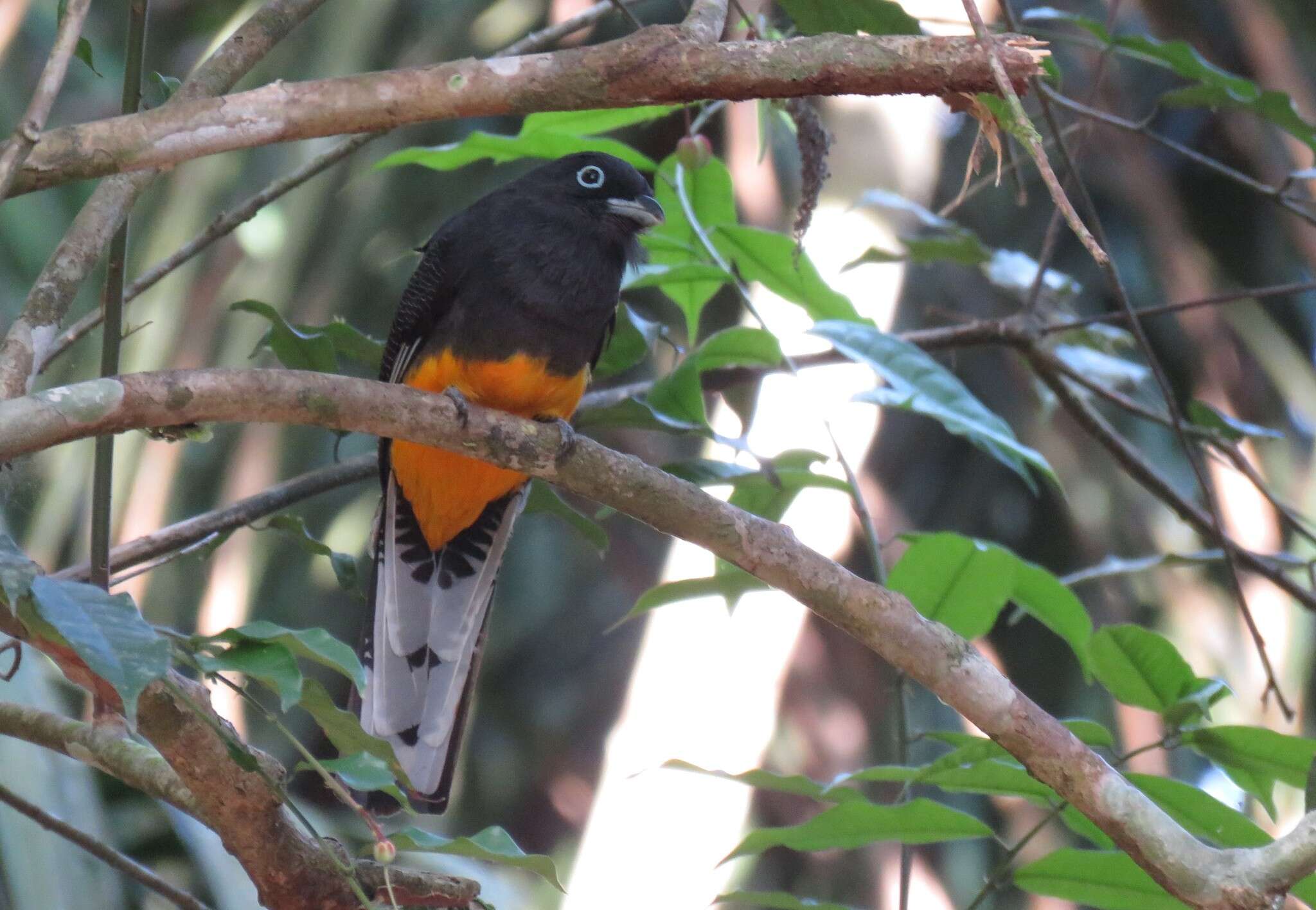 Plancia ëd Trogon chionurus Sclater, PL & Salvin 1871